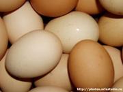 продам ЯЙЦО КУРИНОЕ ДЕШИВО!