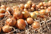 Семена высокоурожайного голландского  лука