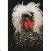 цыплята кур