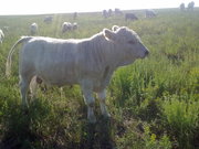Продам племенных бычков Аулиекольской породы