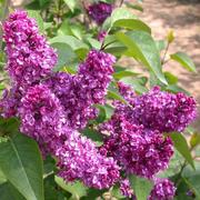 Сирень (лат. Syringa vulgaris),  саженцы сирени,  продажа деревьев Алматы и область
