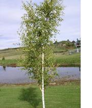 Берёзы (лат. Betula pendula) саженцы