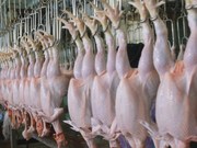 ПРОДАМ ПТИЦЕФАБРИКУ в г.Алматы