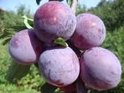 Слива,  саженцы слив,  деревья с комом земли Алматы и область