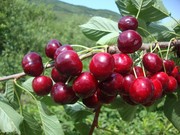 Черешня,  саженцы черешни,  деревья с комом земли Алматы и область