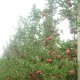 Саженцы перспективных фруктовых культур для интенсивного садоводство