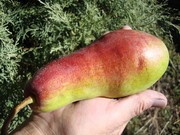 Груша Талгарская красавица,  саженцы груш,   плодоносящие деревья 