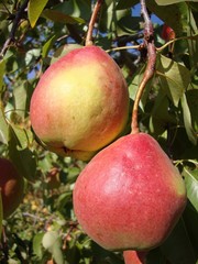Груша,  саженцы груш,  продажа деревьев груши Алматы и область