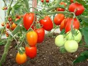 Биогумус оптом продам.