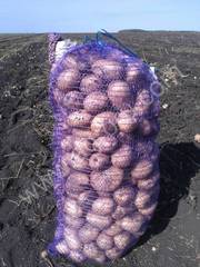 Картофель с поля (Кокшетау)
