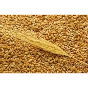 Пшеница экспорт 