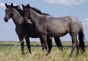 Продам лошадей (согым)