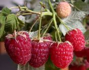 Саженцы ягодных кустарников 