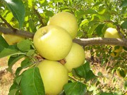 Саженцы яблонь «Golden Deliceous»и «Alwa»(Польша). 