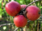 Продам саженцы яблонь из Европы оптом и в розницу.