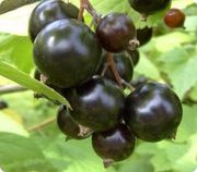 Черная смородина лучшие сорта,  саженцы из Европы оптом и в розницу.