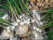 Продажа чеснока оптом