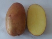 Семенной картофель из Беларуси в Уральске