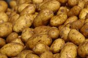 Картофель семенной