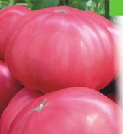 продам оптом овощи