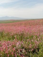 Семена эспорцета.