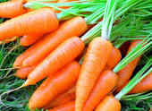 Морковь(Павлодар)