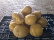 Продам картофель семенной двух сортов - Санта(45 тенге) и Пикассо(48 т