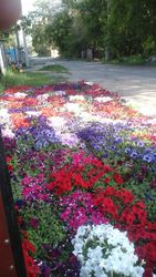 Рассада Петунии