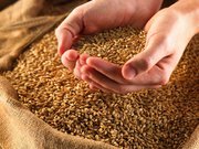 Продажа фуражного зерна.