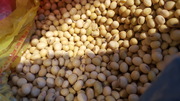 Соевые бобы,  соя,  Soya beans,  Талдыкорган,  Казахстан.