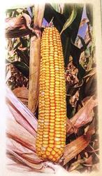 Кормовая кукуруза Машук 480 СВ